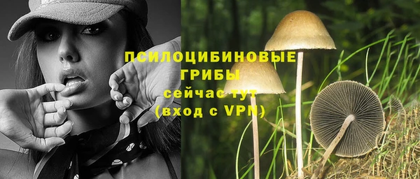 шишки Осинники
